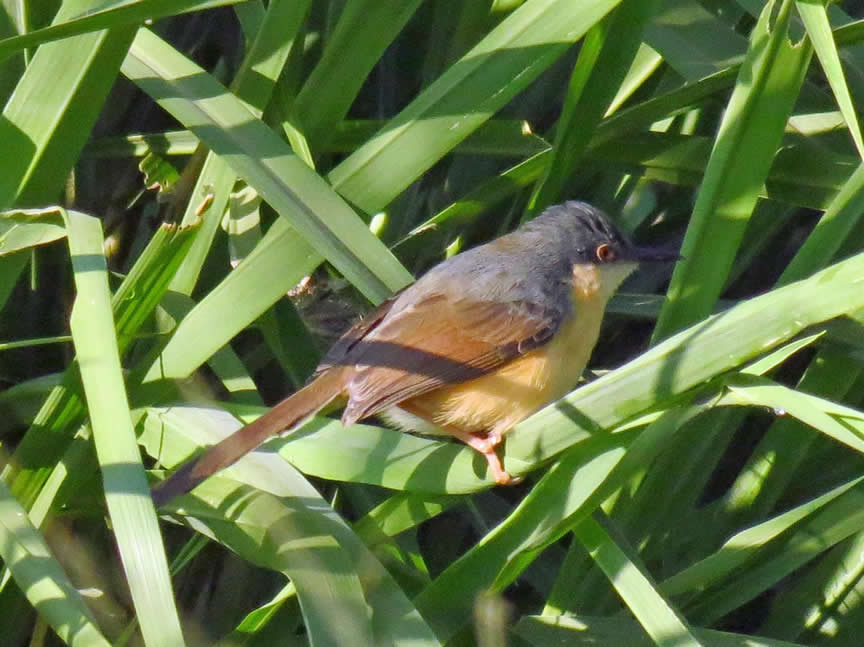Ashy Prinia